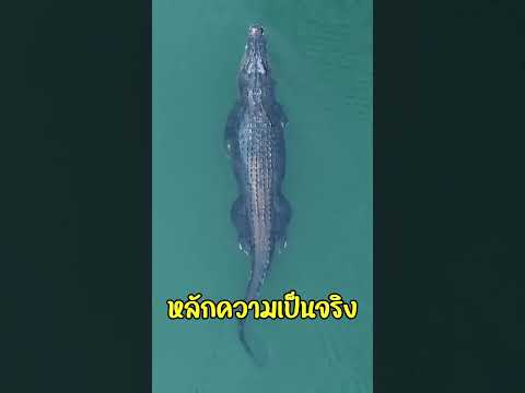 จระเข้สมองน้อยแต่อันตรายนะ thumbnail