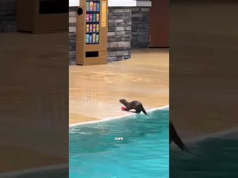 ,La lontra ha fatto quello che nessuno si aspettava 🦦😳 thumbnail