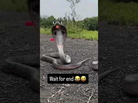 #comedy# short# video #viral#🤣 thumbnail