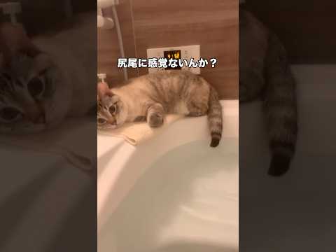 全身は濡れたくないのに尻尾だけお湯にちょんちょんして湯をたしなむシャム猫 #シャム猫 #保護猫 #ミックス猫 #shorts thumbnail