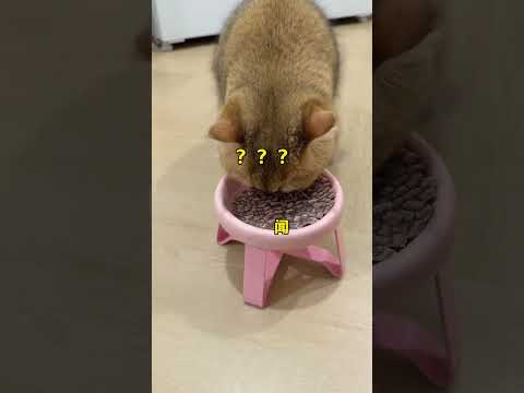 【牛奶是只猫】把猫咪的东西打印出来，看看他们的反应！ thumbnail
