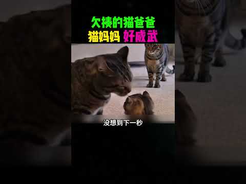 欠揍的猫爸爸，猫妈妈好威武！ #影視解説 #搞笑 #影视聚焦#影視解説  #精彩影视#熱門 #感人壹幕 #科普 thumbnail