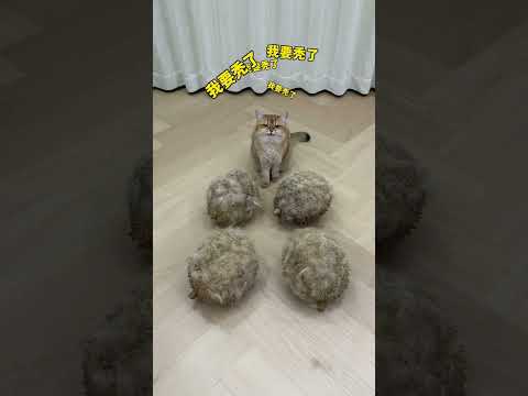 【牛奶是只猫】正宗的毛山王榴莲 thumbnail