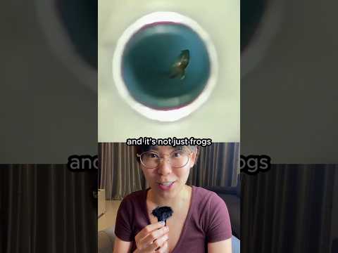 The magnetic field that makes frogs float thumbnail