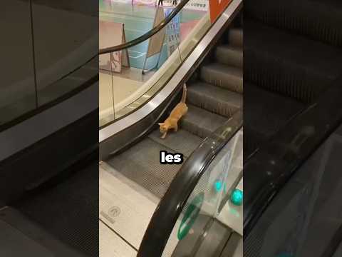 Les chats ont leur propre façon de faire 😂 #chat #shorts thumbnail