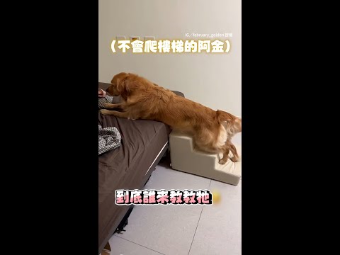 【偶不會嘛～】阿金學不會爬樓梯　主人教到心很累XD #Shorts thumbnail