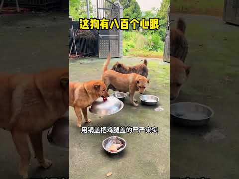 这狗有八百个心眼 #funny #大熱門 #搞笑 #精彩影视 #感人壹幕 #搞笑视频 #影視解説 #影视聚焦 #爆笑 thumbnail