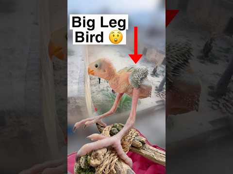 Big Leg Bird Konsi Hai ? thumbnail
