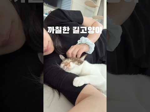 밀당 그만해 고양이! thumbnail