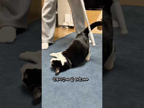 빠따 맞는 고양이 thumbnail