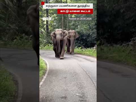 வால்பாறையில் சுற்றுலா பயணிகளை துரத்திய காட்டு யானைகள் thumbnail