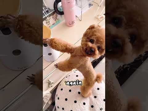 Little Dog Kept Pointing at the Camera—Then This Happened thumbnail
