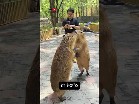 Капибара — Рыба? 🫣 Что? thumbnail