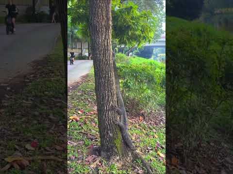 How a Monitor Lizard Climb down a Tree #funnyanimals #monitorlizard #lizard thumbnail