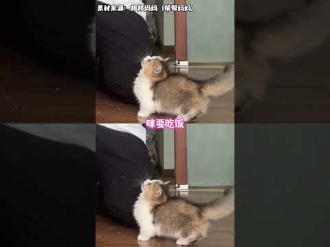 怎么会有胃口这么好的咪啊~ #搞笑 #猫咪  #万万没想到 thumbnail