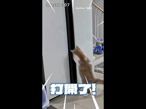 【冰箱裡有貓！】同伴發現不對勁　成功打開門救朋友 #Shorts thumbnail