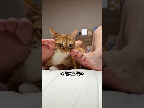 발 냄새에 중독된 고양이 thumbnail