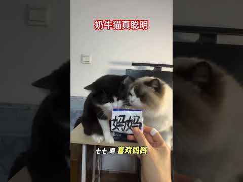 奶牛猫真聪明 #cat #喵哥是萌新 thumbnail