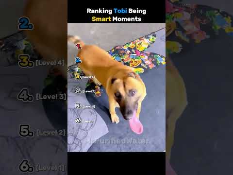 Ranking Tobi Being Smart Moments thumbnail