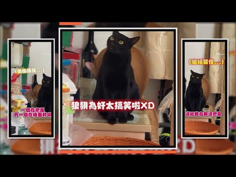 橘貓做壞事黑貓幫忙把風　被奴才質問還裝聽不懂XD thumbnail