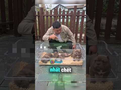 Khi Tiền Có Thể Khiến Chú Chó Giả Chết Ngay Lập Tức 😅 thumbnail