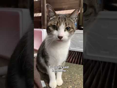#cat #funny #hehehe thumbnail