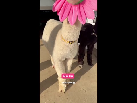 did you boop?? @eagleeyefarm thumbnail