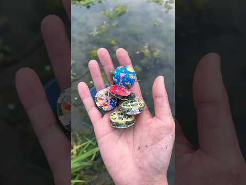 “😭🐢 ¡Papá salvó pequeñas tortugas… y todos se emocionaron! ❤️”#shorts thumbnail