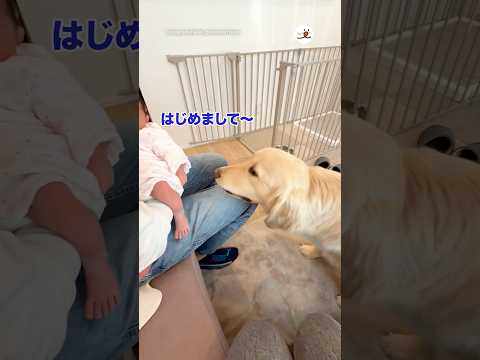 はじめは戸惑っていた愛犬が…｜PECO thumbnail