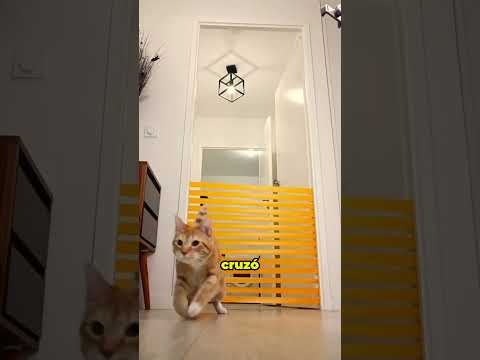¡Este gatito se esforzó muchísimo por sorprender a todos! thumbnail