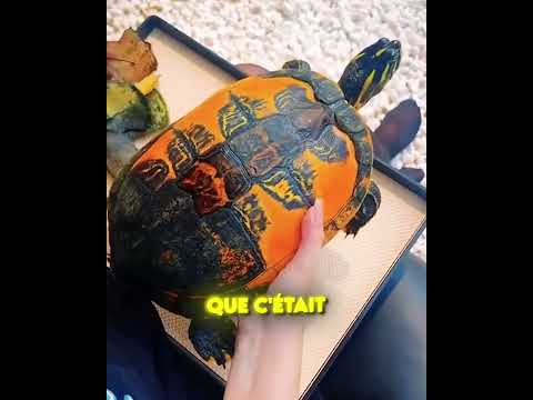 ELLE VOULAIT SAUVER LA TORTUE ! 😱🐢💔 thumbnail