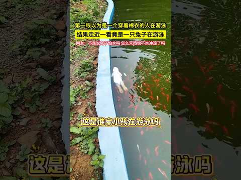 第一眼以為是一個穿著棉衣的人在游泳，結果走近一看竟是一隻兔子在游泳，網友：不是說兔子怕水嗎 怎麼天熱也下水沖涼了嗎？#shorts thumbnail