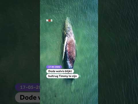 Dode walvis blijkt bultrug Timmy te zijn thumbnail