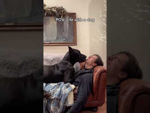 Is it just my dogs? 🙋‍♂️😂 ALL our dogs are lap dogs regardless of size🙈🥰 thumbnail
