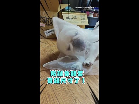 【當初沒說要被蓋布袋啊】防誤食頭套買太大　法鬥整隻像被綁架XD #Shorts thumbnail