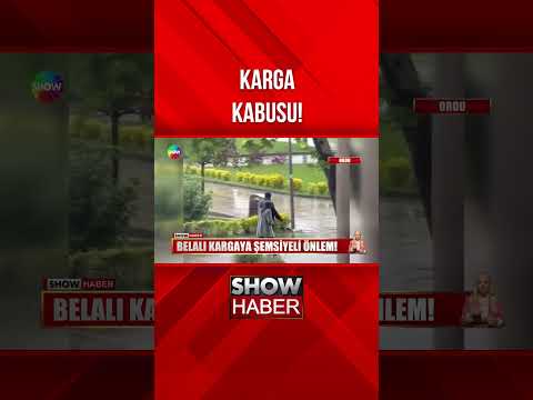Yol kesen eşkıya karga! #showanahaber #shorts thumbnail