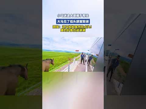 小马迷途大哥顺手帮扶，大马见了低头颔首致谢 thumbnail