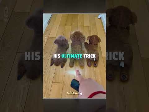 This Puppy Loves to Hide From His Owner ?? #shorts thumbnail