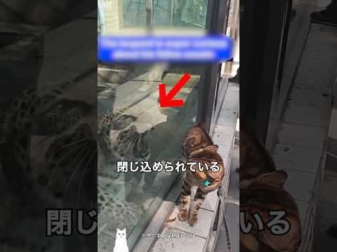 猫が最強といわれる理由 thumbnail