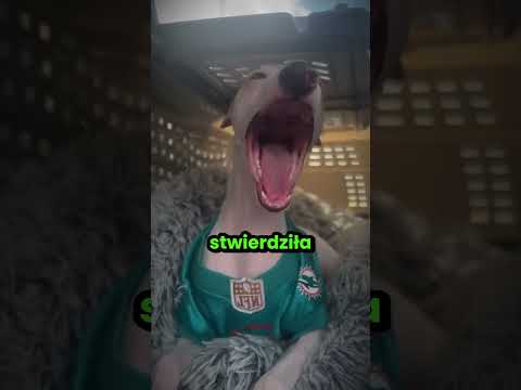 Ten piesek przepięknie ziewa! 😊 thumbnail