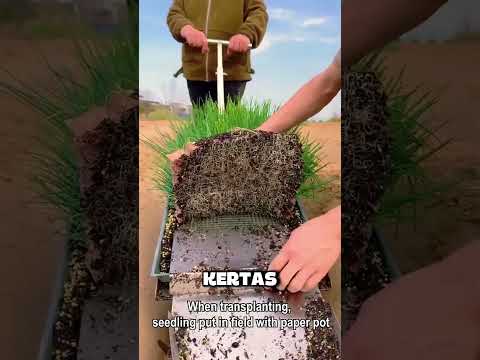 Teknik Menanam Bibit UNIK Petani Jepang thumbnail