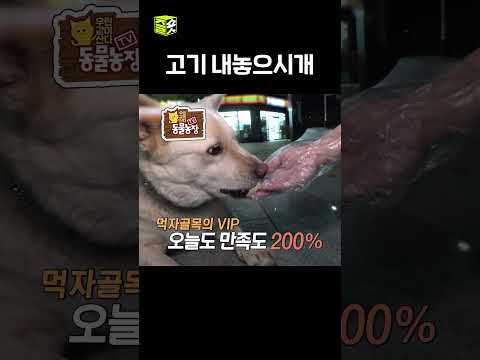 너무 당당해서 맡겨 놓은 줄ㅋㅋ #달리 #DALI #TV동물농장 #shorts thumbnail