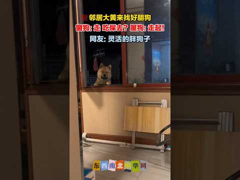 邻居大黄来找它的好朋狗 thumbnail