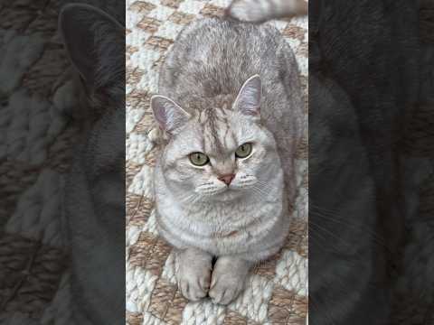 “He’s just a cat” 🐈 #cats #catsofyoutube #funnycats #catlove thumbnail
