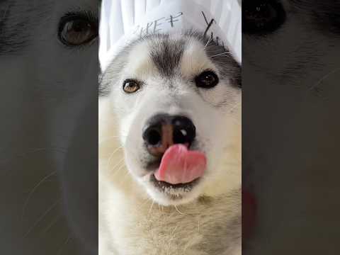RICETTA dell’UOVO di PASQUA per CANI con SORPRESA! 😍🐣🐶 #cane #cani #ricetta #food #cibo thumbnail