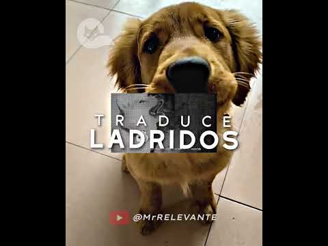 Los Perros HABLARAN 😱🐕 #mrrelevante #culturapop #momentosépicos thumbnail