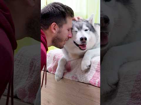 POV: Quando fai un DANNO ma dai la COLPA al tuo CANE!🙈🐶🫢 #cane #cani #comico #comedy #dog thumbnail