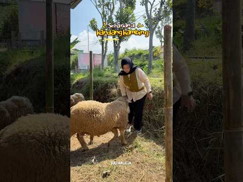 KE KANDANG KAMBING #dramangakak thumbnail
