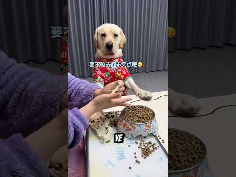 Köpeğin Yemeğini Mahfetti ?? thumbnail