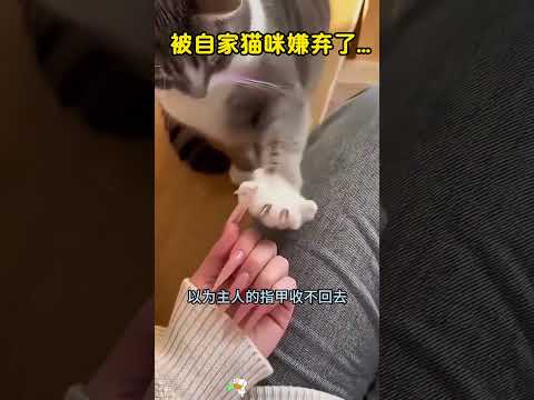 女子竟被自家猫咪嫌弃了，嫌她太笨，哈哈哈😁😁😁 thumbnail